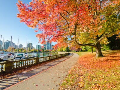 Colourful autumn trees overhanging bending pathway next to docked boats with skyscrapers in background at Stanley Park in Vancouver, Canada